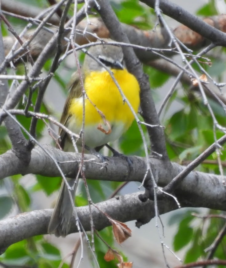 Yellow-breasted Chat - ML620472408