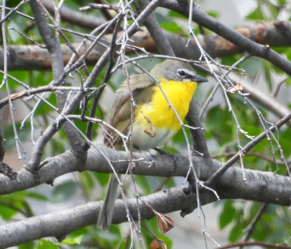 Yellow-breasted Chat - ML620472409