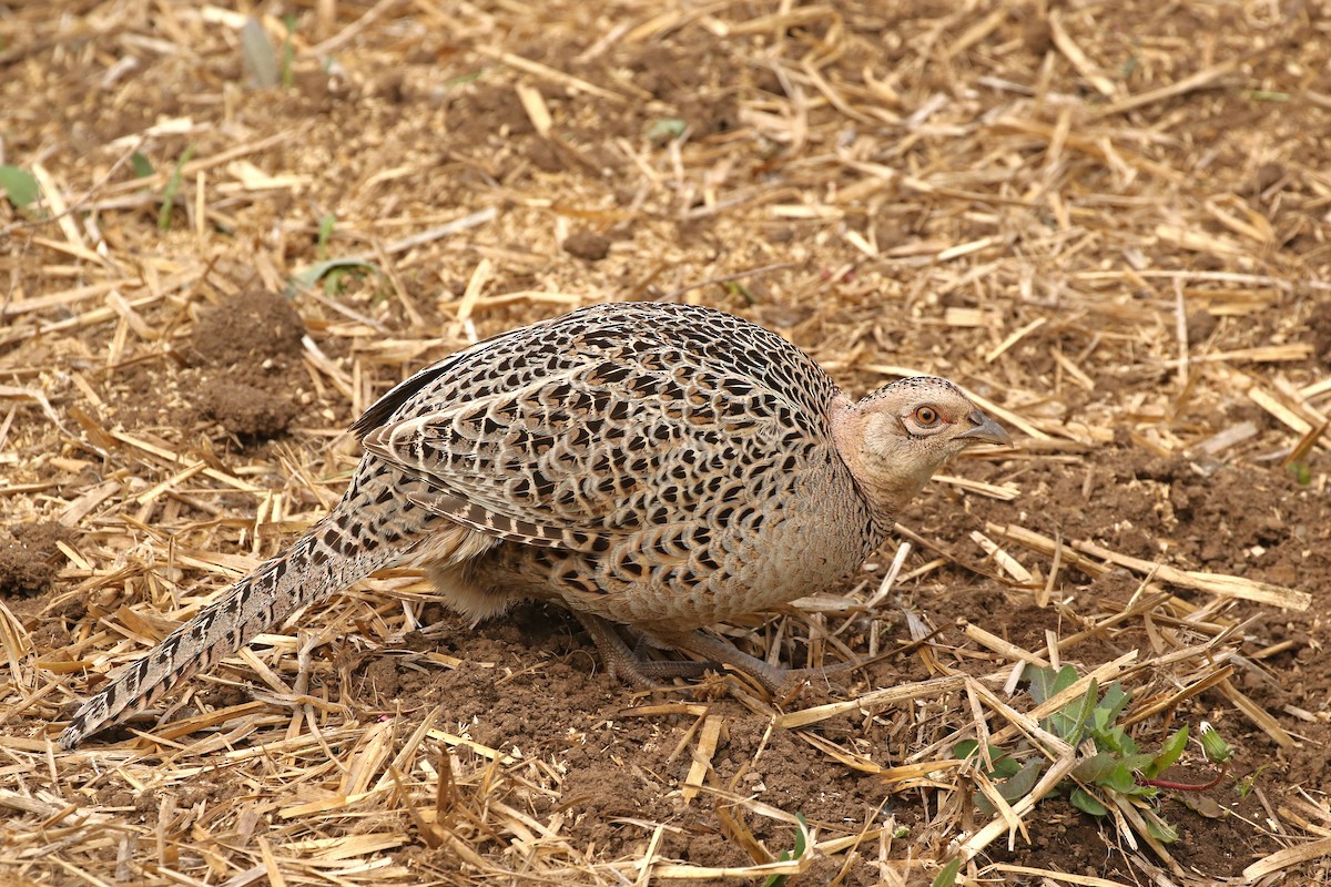 Ring-necked Pheasant - ML620472416