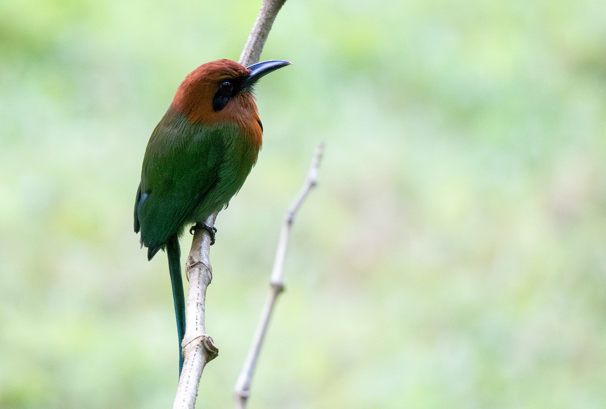 Broad-billed Motmot - ML620472421