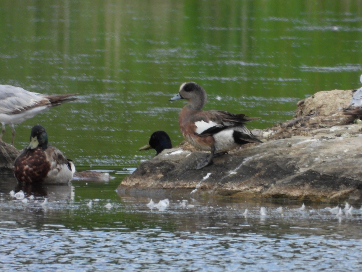 American Wigeon - ML620472426