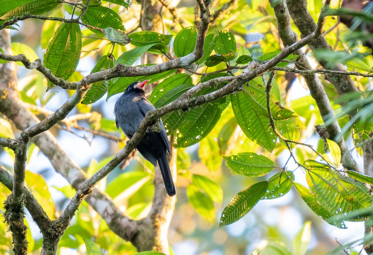 White-fronted Nunbird - ML620472431