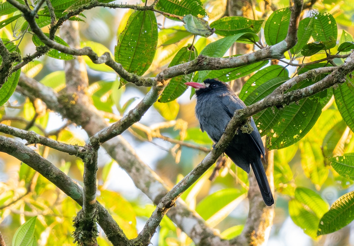 White-fronted Nunbird - ML620472432