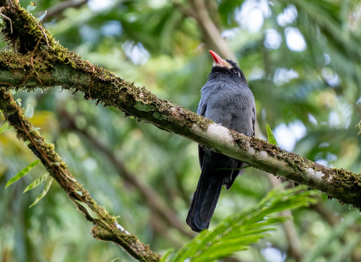 White-fronted Nunbird - ML620472433