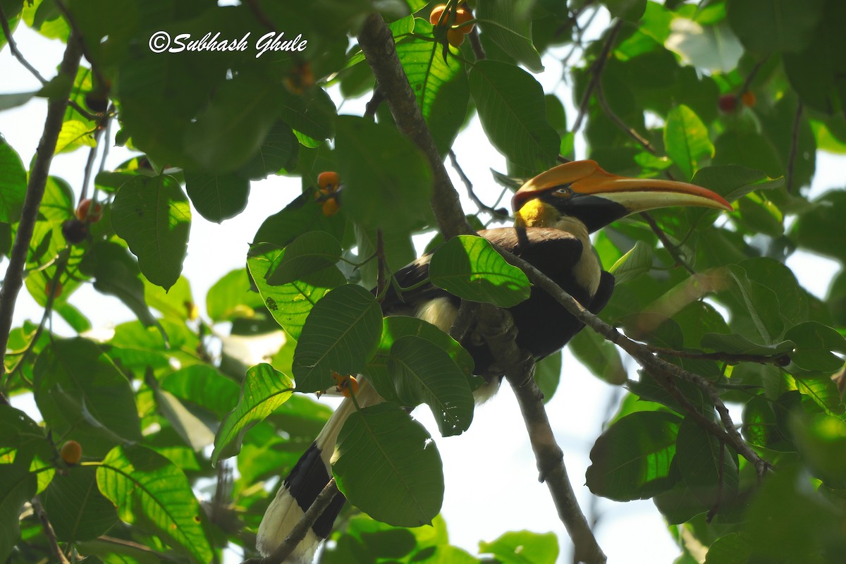 Oriental Pied-Hornbill - SUBHASH GHULE