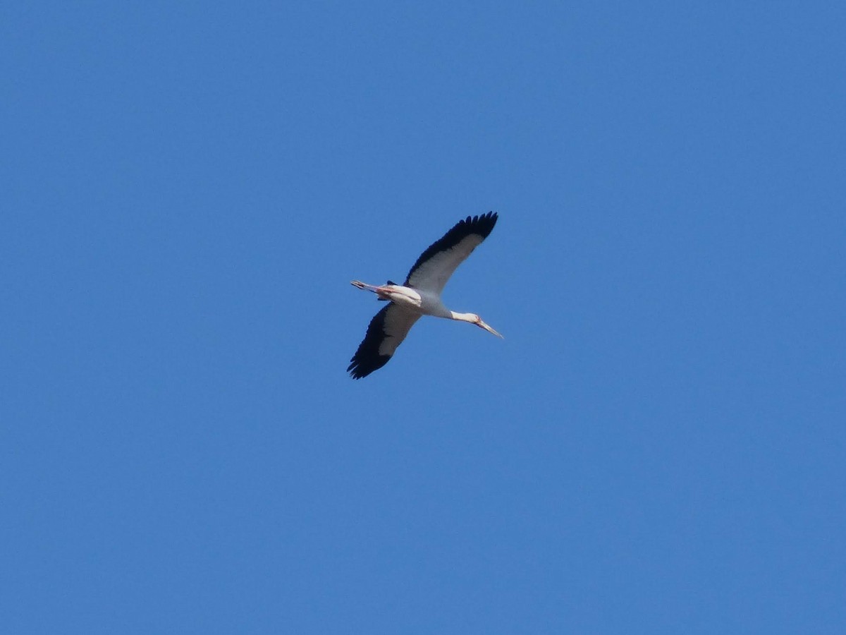 Maguari Stork - ML620472437