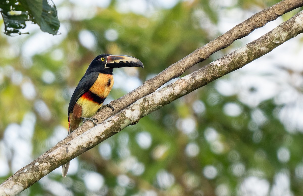 Collared Aracari - ML620472438