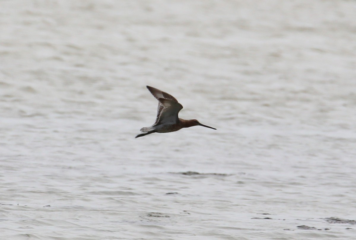 Asian Dowitcher - ML620472439