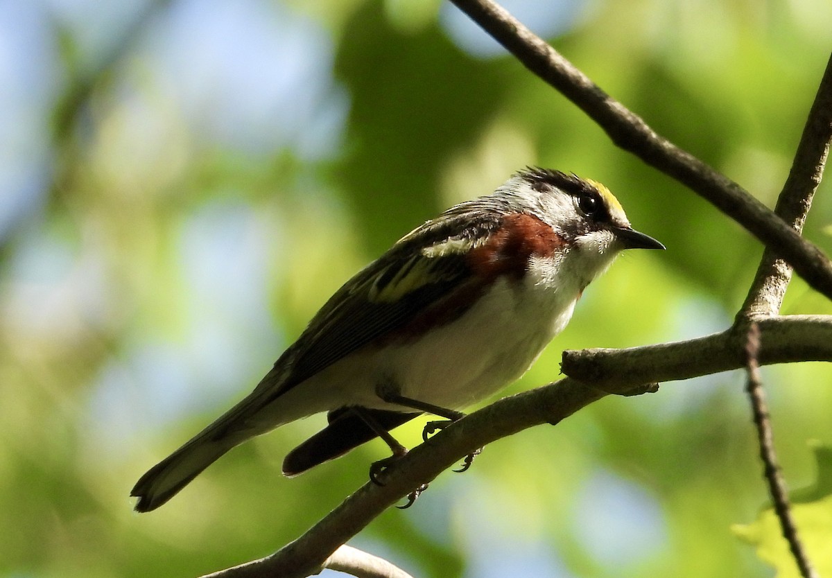 Chestnut-sided Warbler - ML620472440