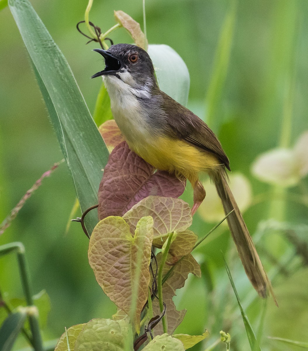 Yellow-bellied Prinia - ML620472441