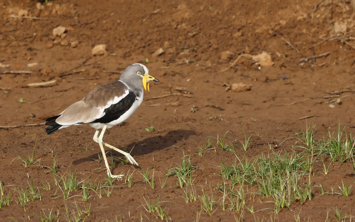 White-crowned Lapwing - ML620472452