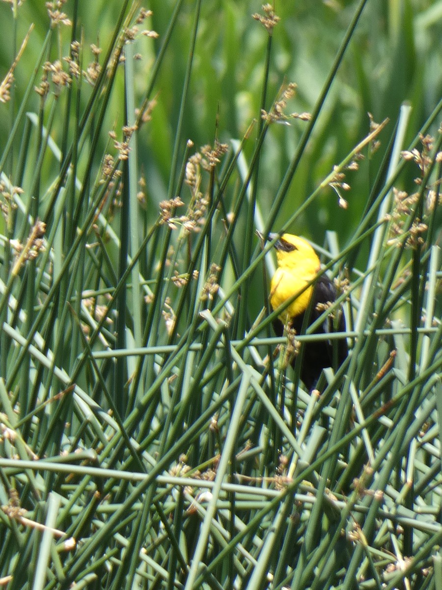 Yellow-headed Blackbird - ML620472461