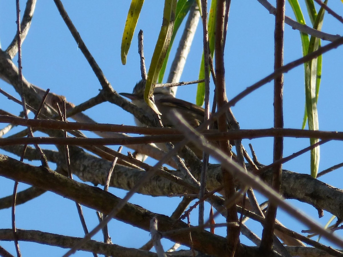 Stripe-crowned Spinetail - ML620472462