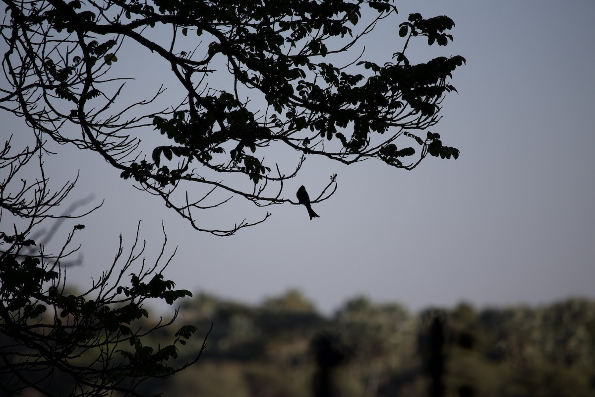 Fork-tailed Drongo - ML620472464