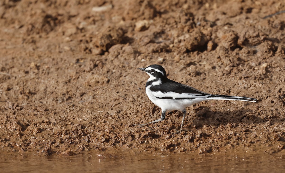 African Pied Wagtail - ML620472465