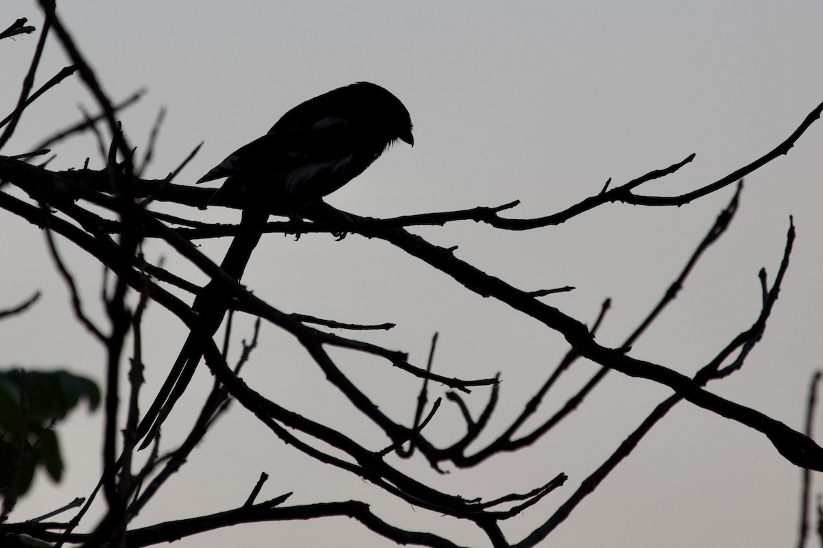 Magpie Shrike - ML620472467