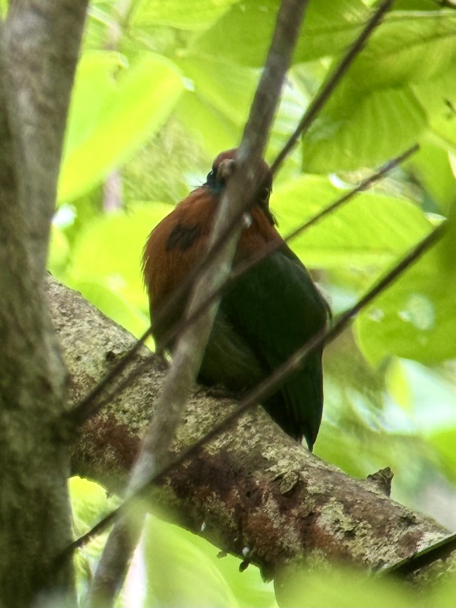 Broad-billed Motmot - ML620472473