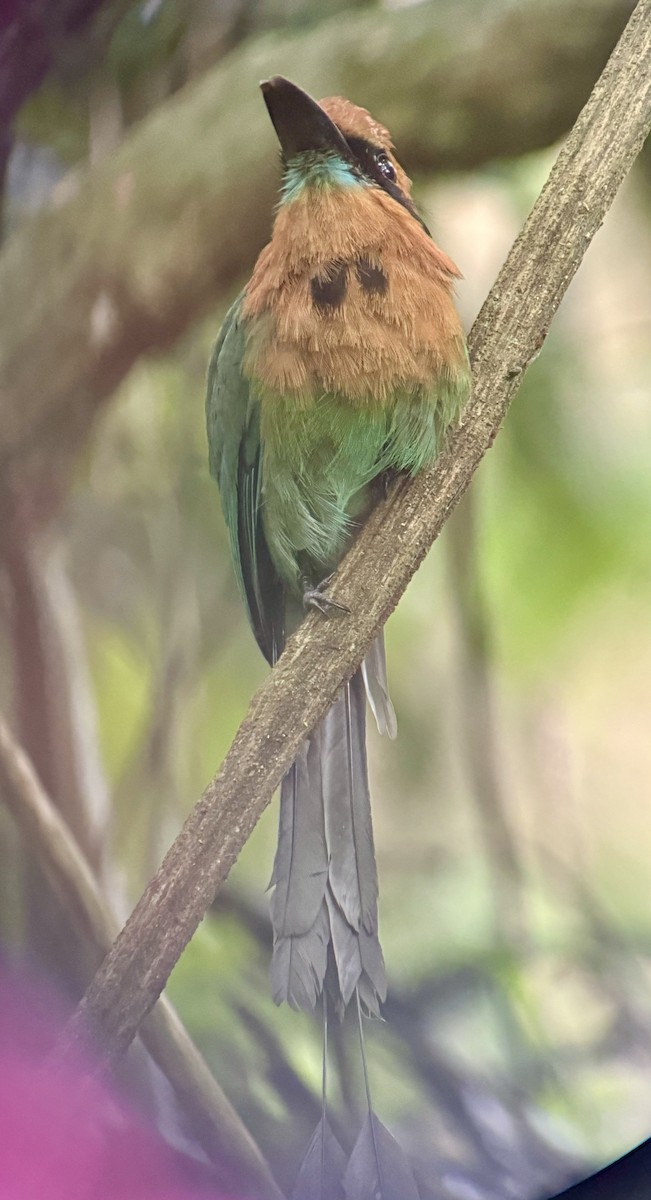 Broad-billed Motmot - ML620472474