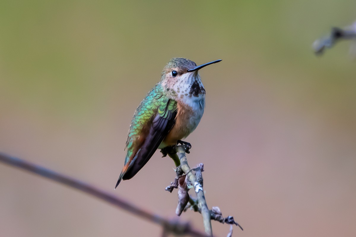 Rufous Hummingbird - ML620472476