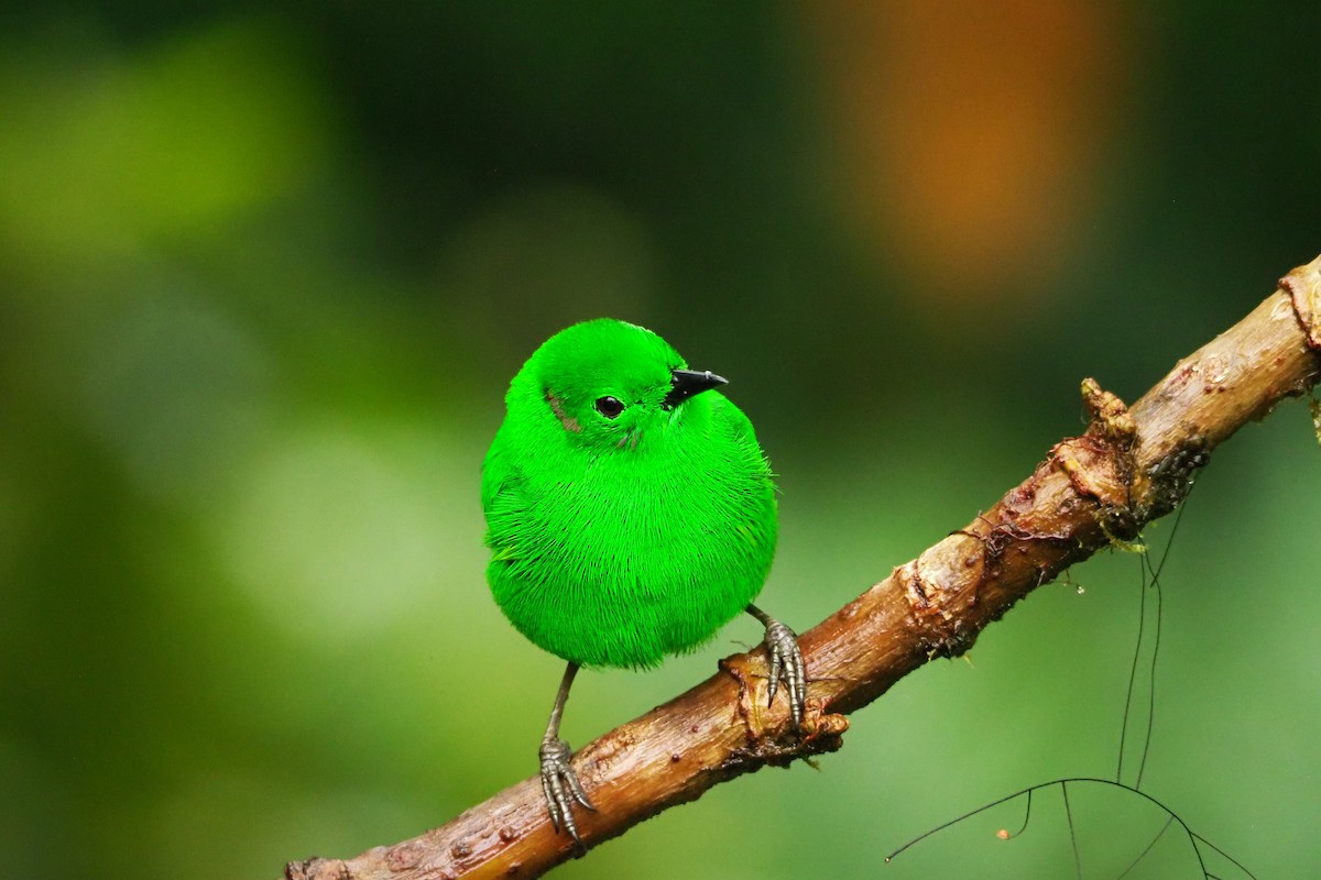 Glistening-green Tanager - ML620472484