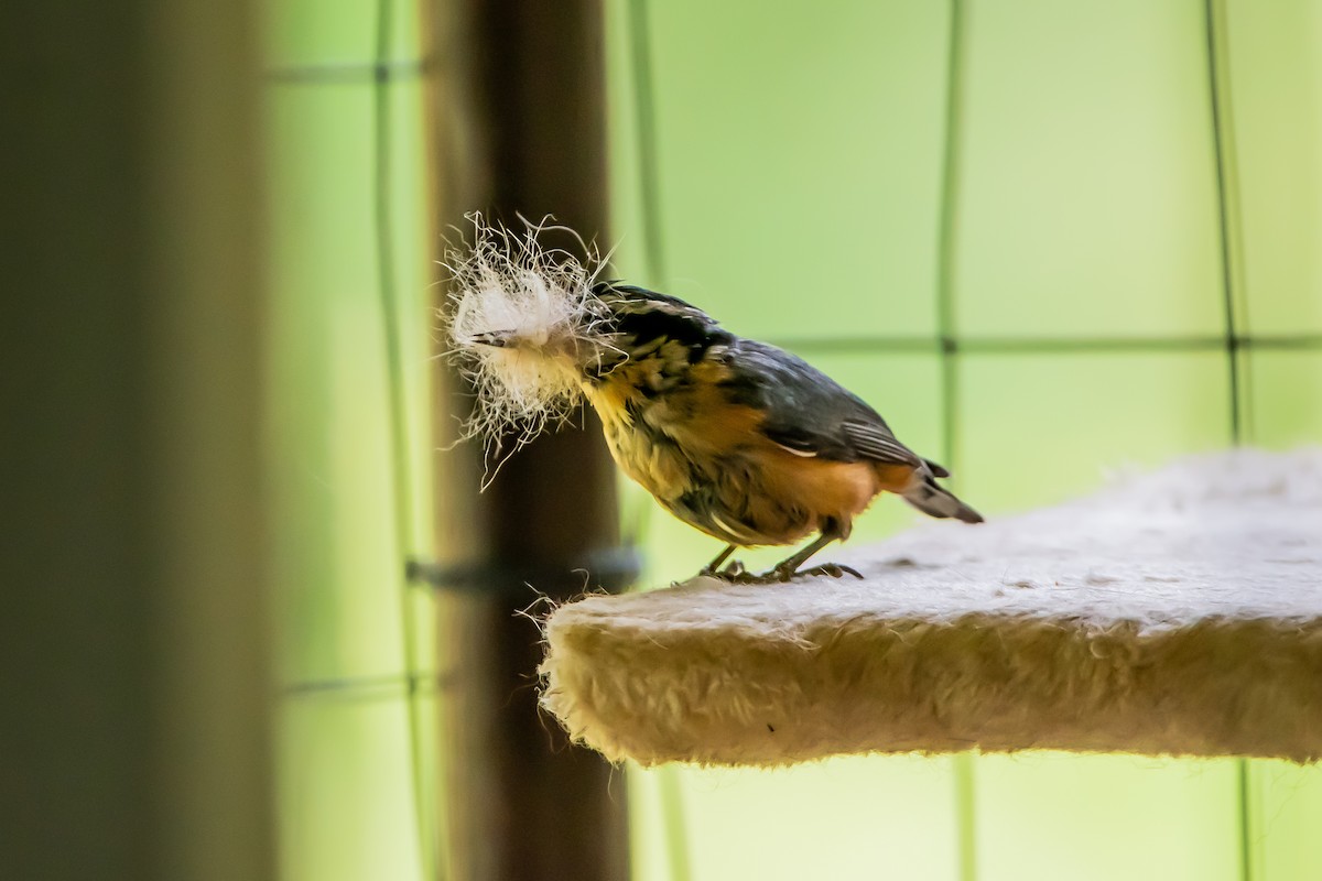 Red-breasted Nuthatch - ML620472487