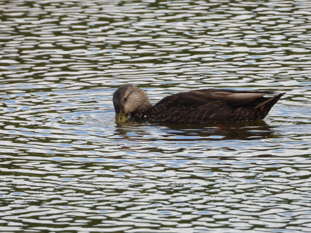 Mallard x American Black Duck (hybrid) - ML620472493