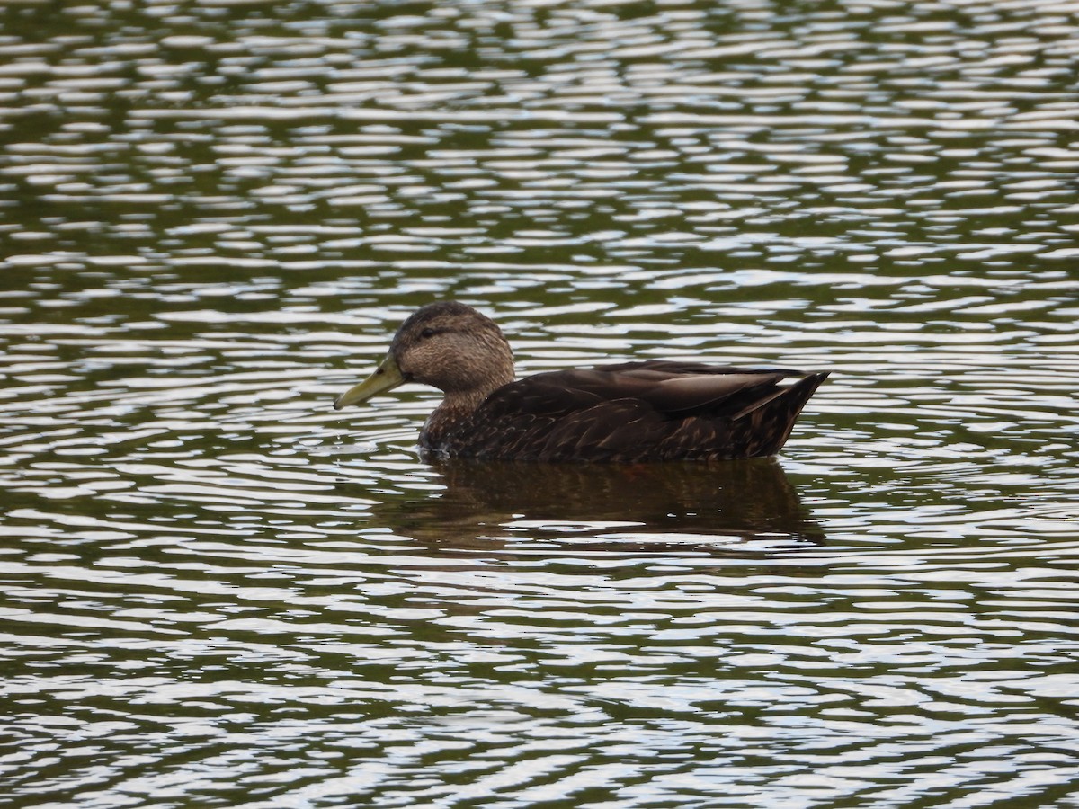 Mallard x American Black Duck (hybrid) - ML620472494