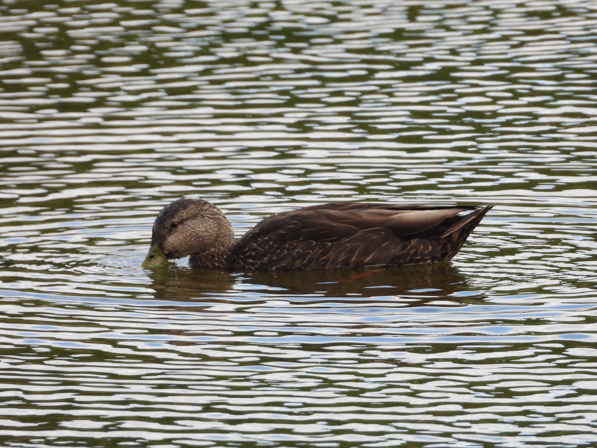 Mallard x American Black Duck (hybrid) - ML620472495