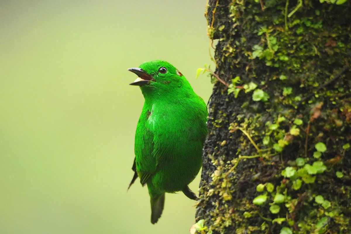 Glistening-green Tanager - ML620472500