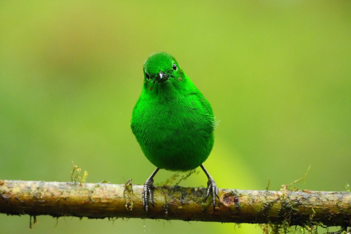 Glistening-green Tanager - ML620472502