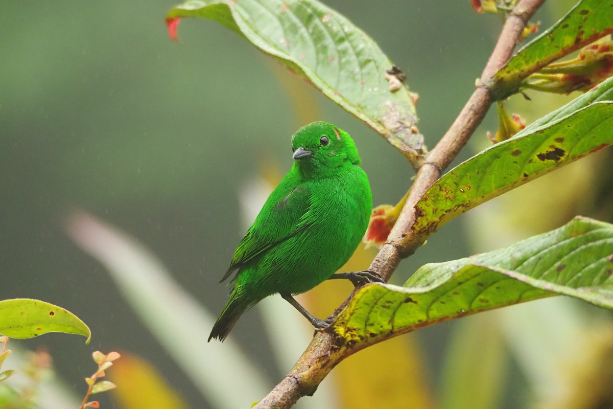 Glistening-green Tanager - ML620472503