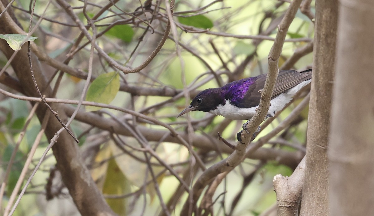 Western Violet-backed Sunbird - ML620472505