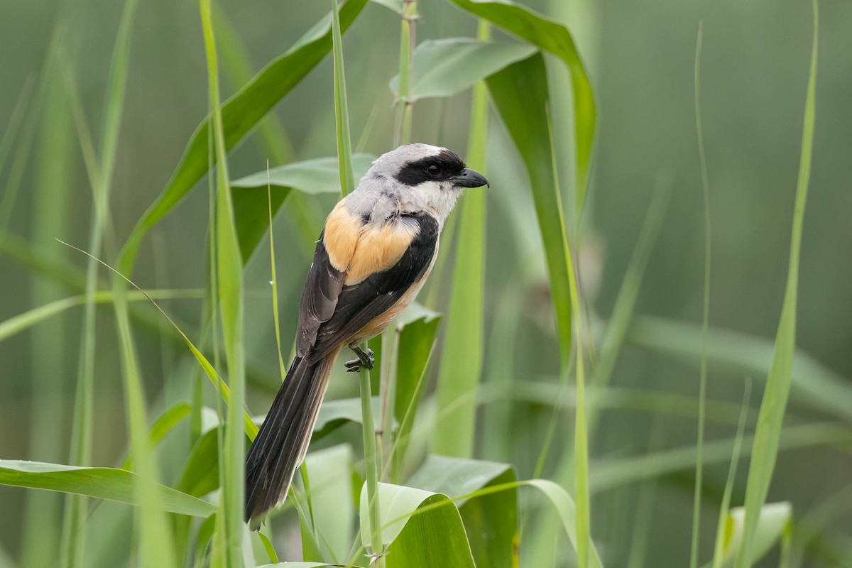 Long-tailed Shrike - ML620472506