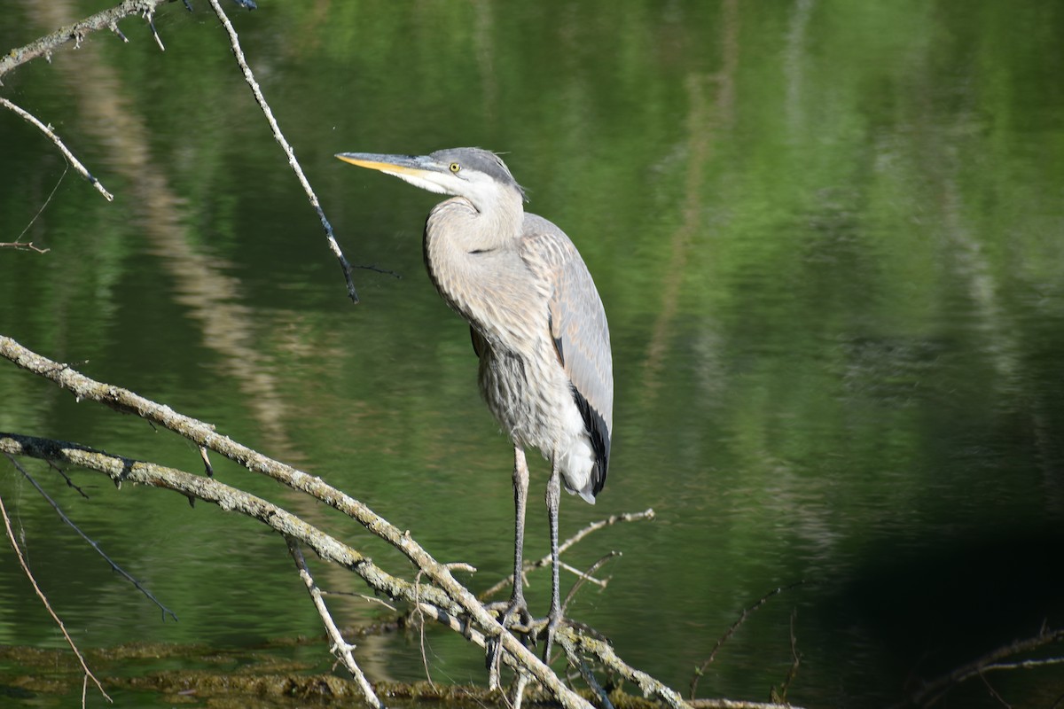 Garza Azulada - ML620472507