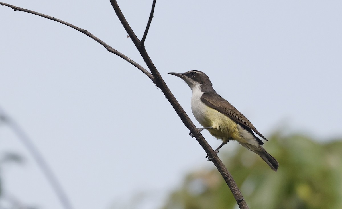 Western Violet-backed Sunbird - ML620472509