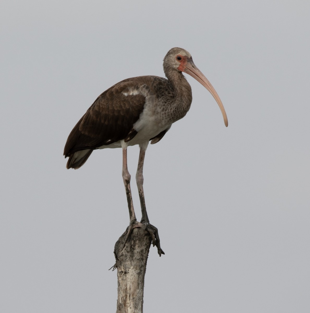 White Ibis - ML620472511