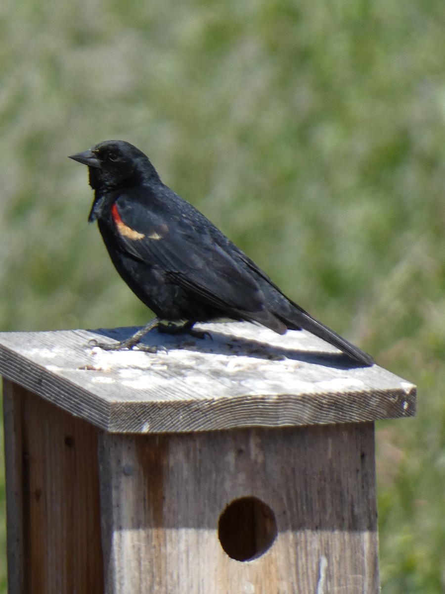 Red-winged Blackbird - ML620472514