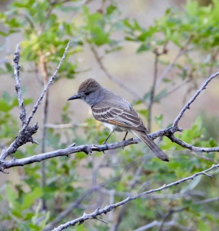 Ash-throated Flycatcher - ML620472515