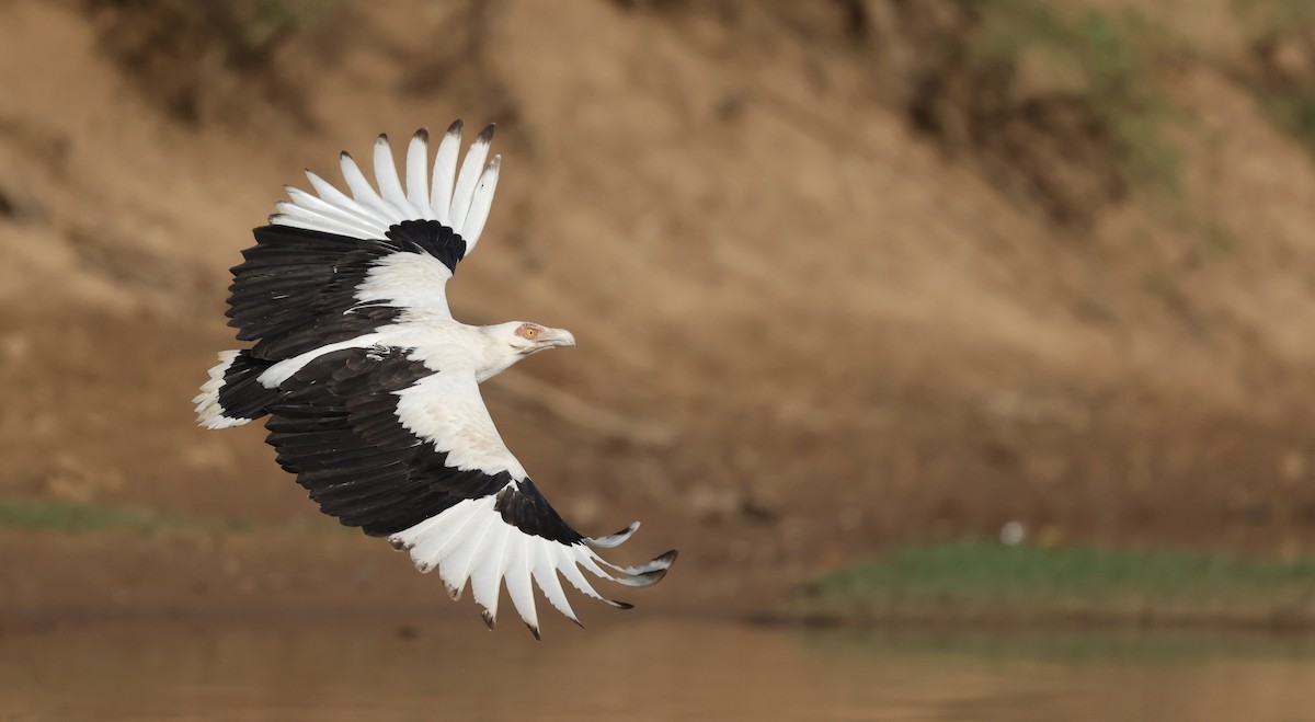 Palm-nut Vulture - ML620472517