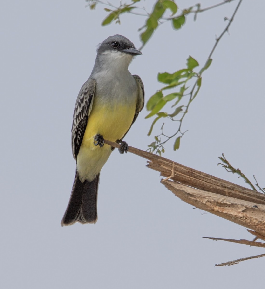 Snowy-throated Kingbird - ML620472520