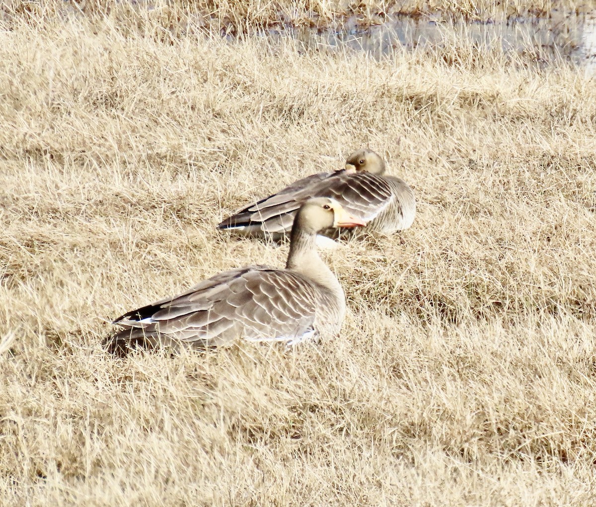 Greater White-fronted Goose (Western) - ML620472521