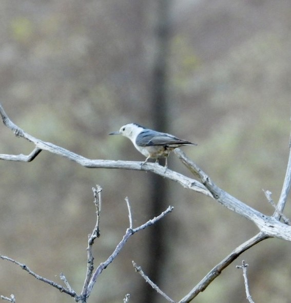 White-breasted Nuthatch - ML620472526