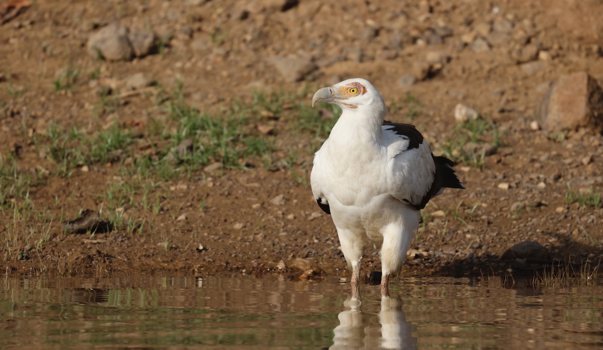 Palm-nut Vulture - ML620472528