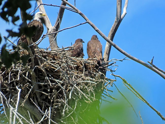 Bald Eagle - ML620472529