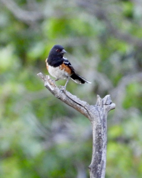 Spotted Towhee - ML620472531