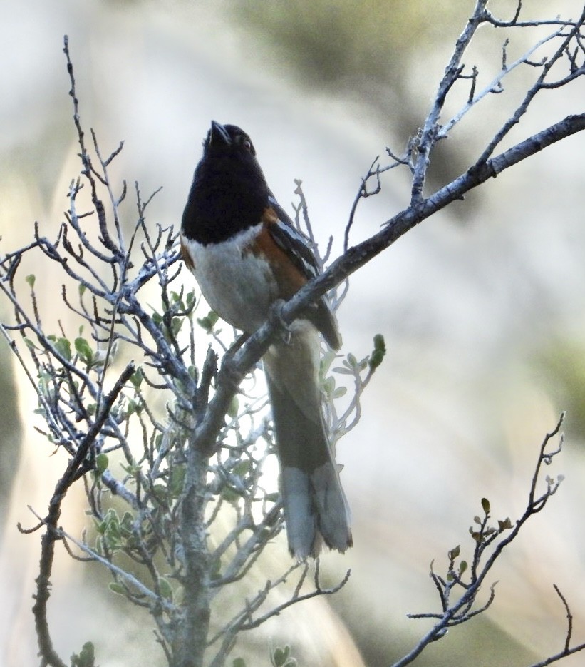 Spotted Towhee - ML620472532