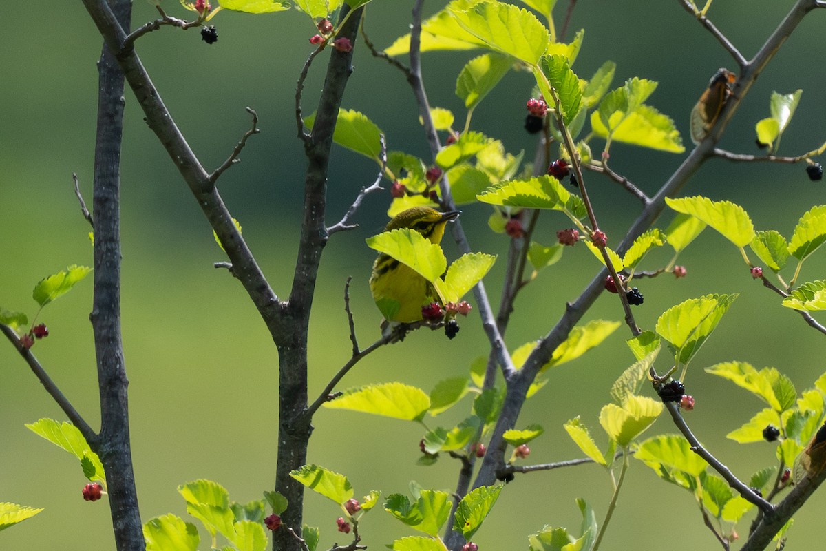 Prairie Warbler - Keith Bowers