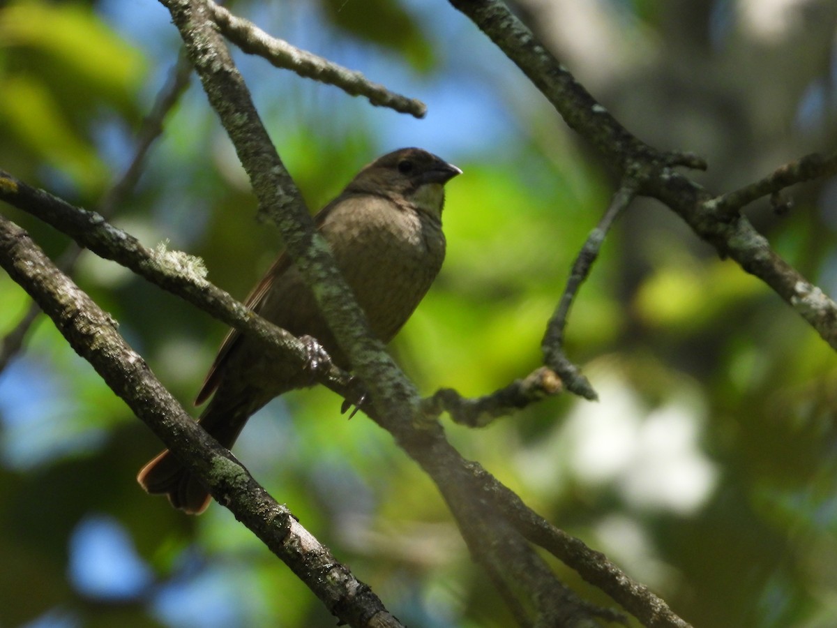 Rose-breasted Grosbeak - ML620472540