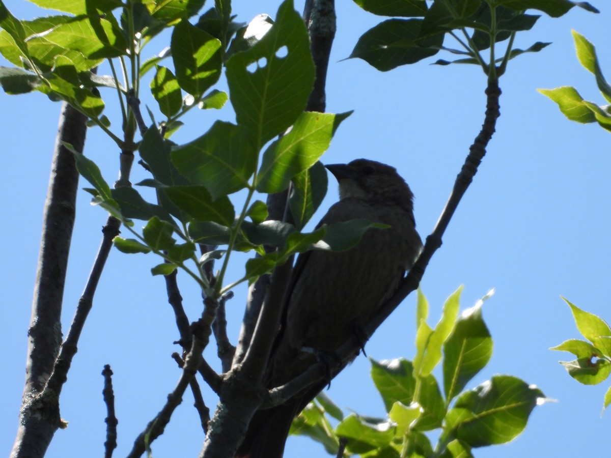 Rose-breasted Grosbeak - ML620472541