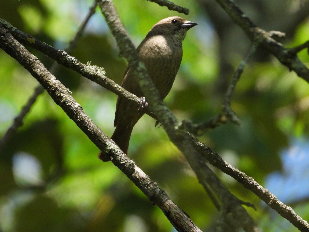 Rose-breasted Grosbeak - ML620472542